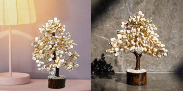 How Gomati Chakra Tree Brings Prosperity and Good Luck at Home